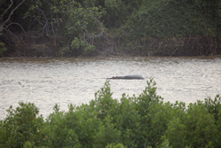 Sabaki River Mouth, Malindi, Kenya (12 February 2014).