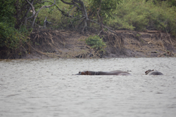 12.02.2014 Sabaki River