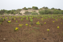 Sabaki River Mouth, Malindi, Kenya (12 February 2014).