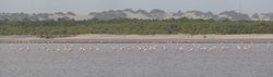 Sabaki River Mouth, Malindi, Kenya (12 February 2014).