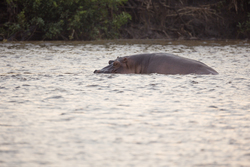 Sabaki River Mouth, Malindi, Kenya (12 February 2014).
