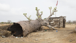 Ng'ombeni, Kenya (13 February 2014).