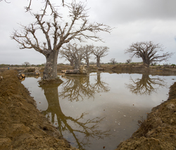Ng'ombeni, Kenya (13 February 2014).
