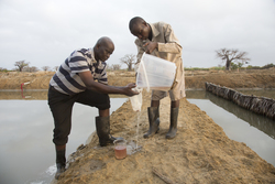 Ng'ombeni, Kenya (13 February 2014).