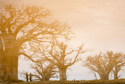 Ng'ombeni, Kenya (13 February 2014).