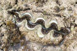 Mombasa, Kenya (14 February 2014).