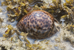 Mombasa, Kenya (14 February 2014).