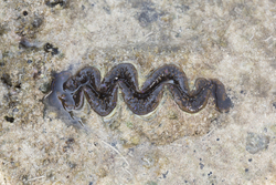 Mombasa, Kenya (14 February 2014).