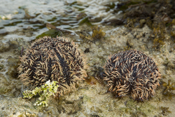 Mombasa, Kenya (14 February 2014).