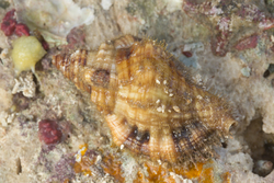 Mombasa, Kenya (14 February 2014).