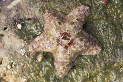 Mombasa, Kenya (14 February 2014).