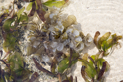 Mombasa, Kenya (14 February 2014).