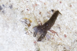 Mombasa, Kenya (14 February 2014).