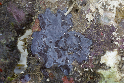 Mombasa, Kenya (14 February 2014).