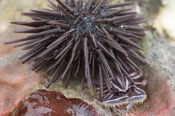 Mombasa, Kenya (14 February 2014).