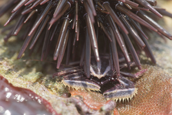 Mombasa, Kenya (14 February 2014).