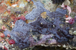 Mombasa, Kenya (14 February 2014).