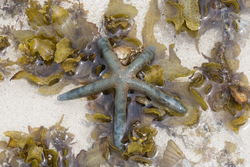 Mombasa, Kenya (14 February 2014).