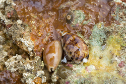 Mombasa, Kenya (14 February 2014).