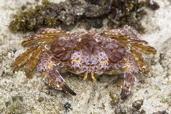 Mombasa, Kenya (14 February 2014).