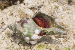 Mombasa, Kenya (14 February 2014).