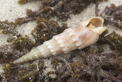 Mombasa, Kenya (14 February 2014).