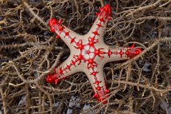 Mombasa, Kenya (14 February 2014).