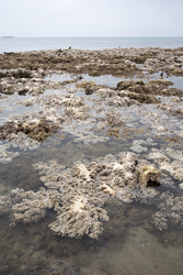 Mombasa, Kenya (14 February 2014).