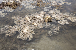 Mombasa, Kenya (14 February 2014).