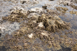 Mombasa, Kenya (14 February 2014).