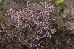 Mombasa, Kenya (14 February 2014).