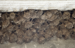 Shimoni, Kenya (16 February 2014).