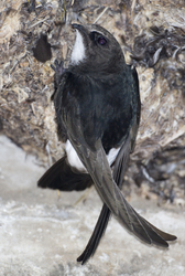 Shimoni, Kenya (16 February 2014).