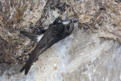 Shimoni, Kenya (16 February 2014).