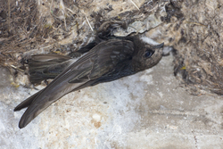 Shimoni, Kenya (16 February 2014).