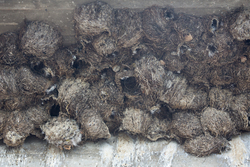 Shimoni, Kenya (16 February 2014).