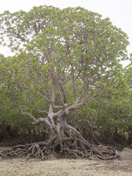 Shimoni, Kenya (16 February 2014).