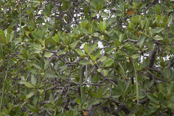 Shimoni, Kenya (16 February 2014).