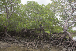 Shimoni, Kenya (16 February 2014).