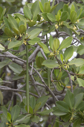 Shimoni, Kenya (16 February 2014).