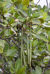 Shimoni, Kenya (16 February 2014).
