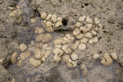 Shimoni, Kenya (16 February 2014).