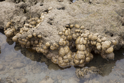 Shimoni, Kenya (16 February 2014).
