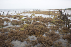 Shimoni, Kenya (16 February 2014).