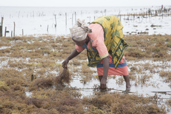 Shimoni, Kenya (16 February 2014).