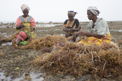 Shimoni, Kenya (16 February 2014).