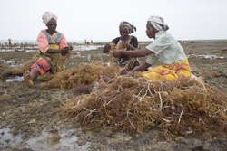 Shimoni, Kenya (16 February 2014).