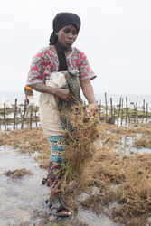 Shimoni, Kenya (16 February 2014).