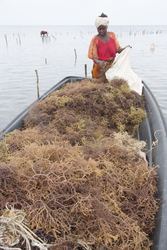 Shimoni, Kenya (16 February 2014).