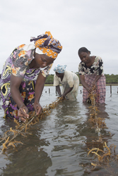 Shimoni, Kenya (16 February 2014).